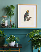 François Levaillant - Paradiesvogel