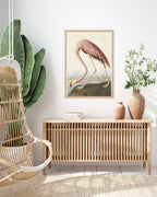 John James Audubon - Flamingo am Wasser I