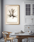 Aloe Americana - Agave