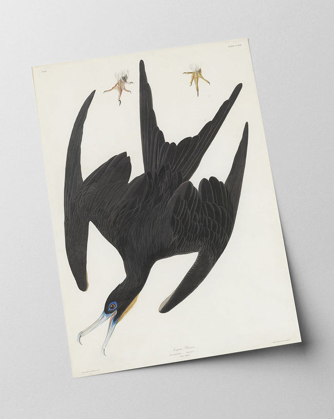 John James Audubon - Schwarzer Vogel im Sturzflug Main Image