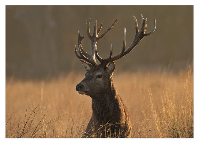 Hirsch im hohen Gras Hover Image