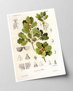 Eichenzweig mit Blättern und Eicheln