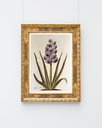 Pflanze mit lilafarbenen Blüten