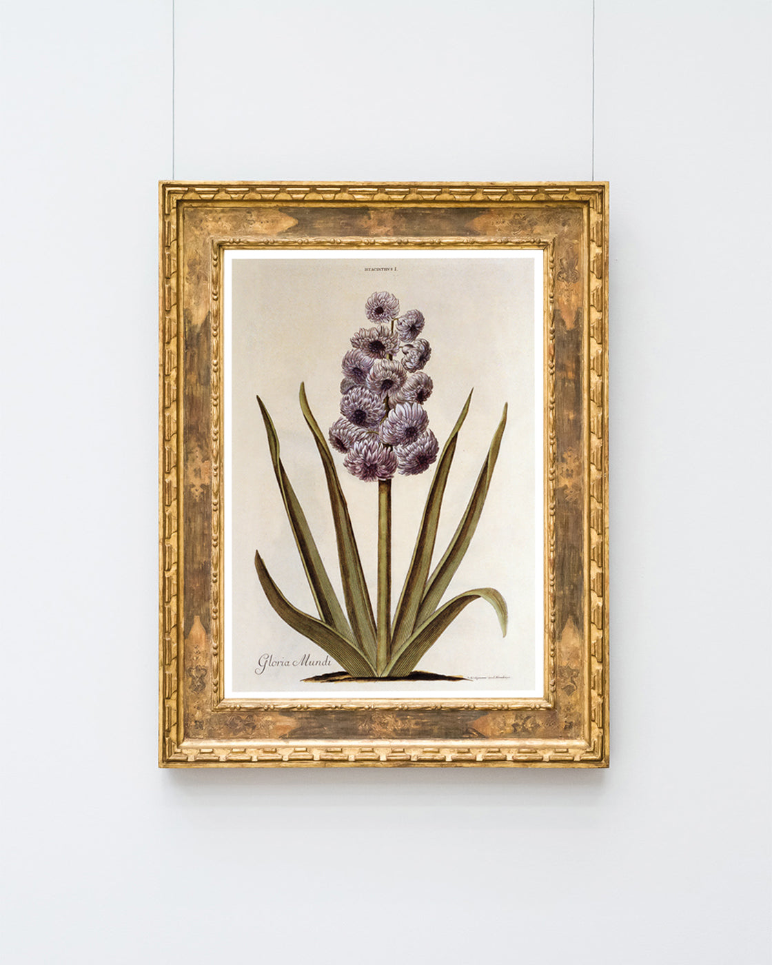 Pflanze mit lilafarbenen Blüten