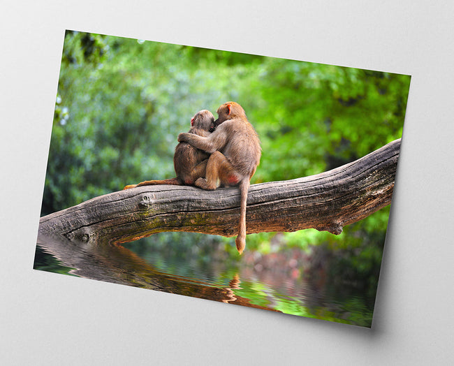 Affen im Regenwald Main Image