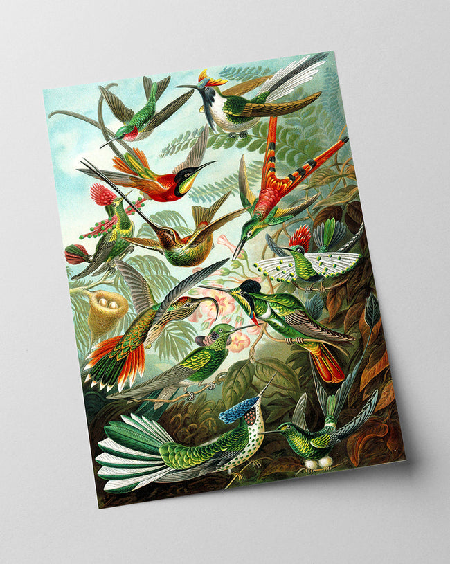 Ernst Haeckel - Vögel im Paradies Main Image