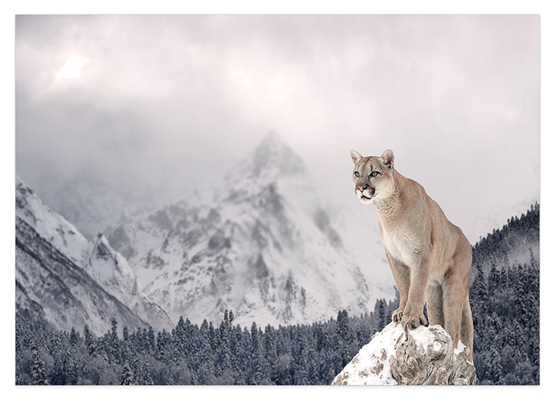 Puma in Berglandschaft