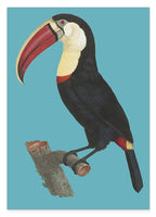 François Levaillant - Tukan auf türkisem Hintergrund