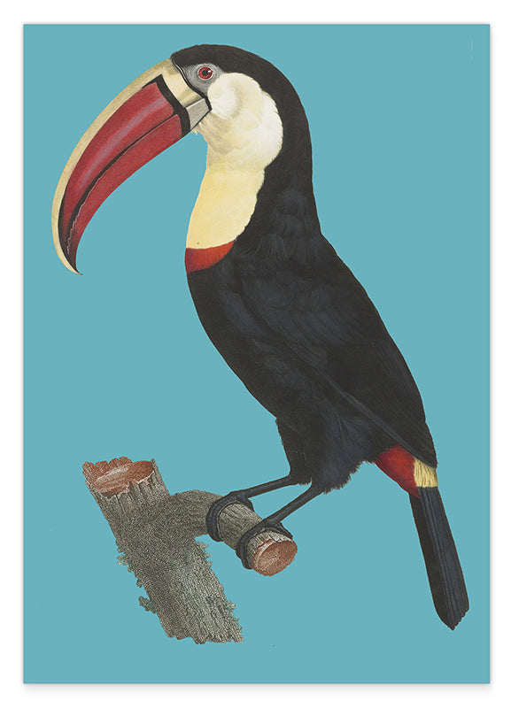 François Levaillant - Tukan auf türkisem Hintergrund Hover Image