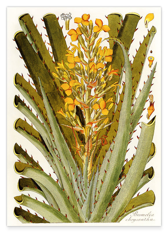 Bromelia Chrysantha - gelbe Blüten Hover Image