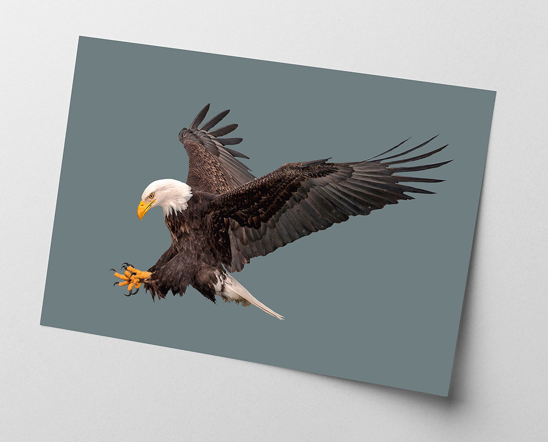 Fliegender Weißkopfseeadler