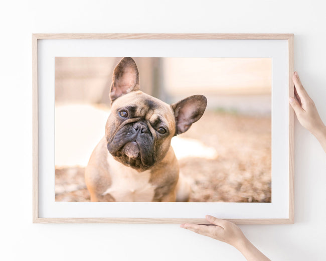 Französische Bulldogge Main Image