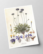 Brunonia Sericea - Lila Blüten