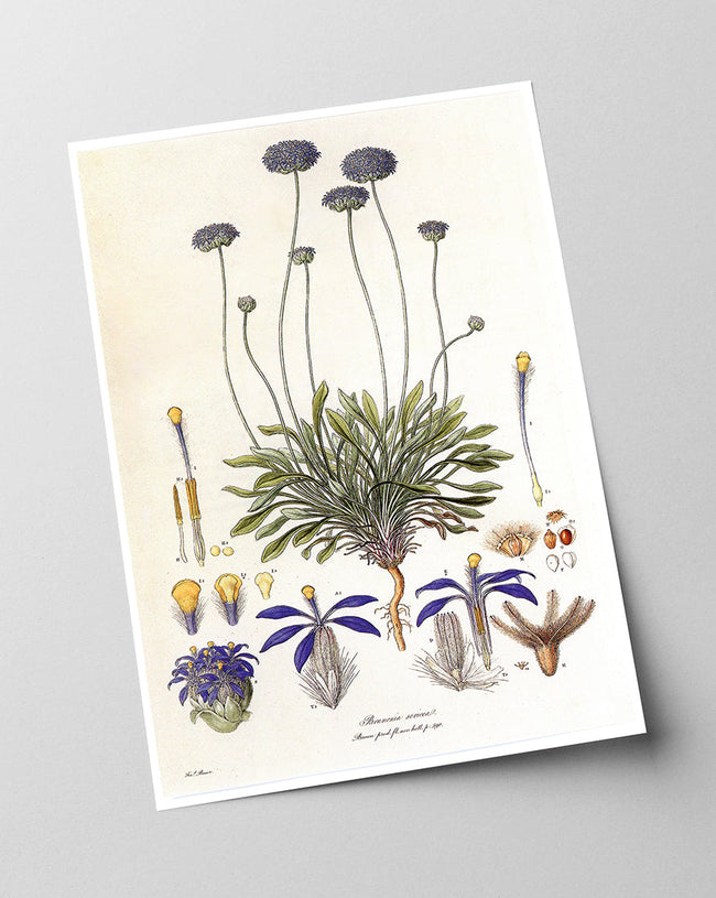 Brunonia Sericea - Lila Blüten Main Image