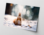 Eichhörnchen im Schnee