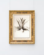 Aloe Americana - Agave