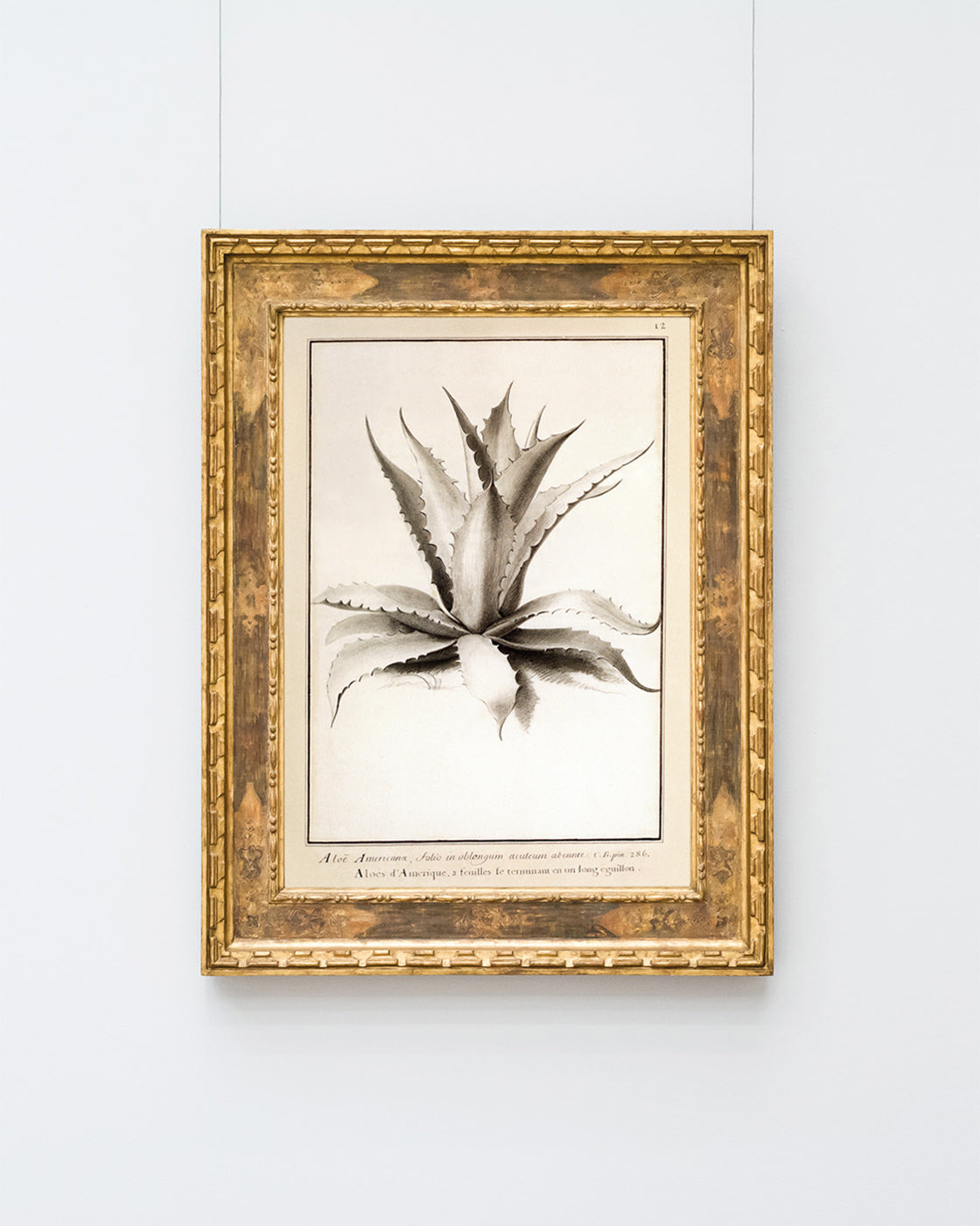 Aloe Americana - Agave