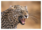 Fauchender Leopard