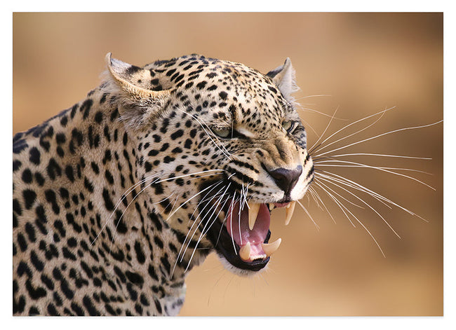 Fauchender Leopard Hover Image