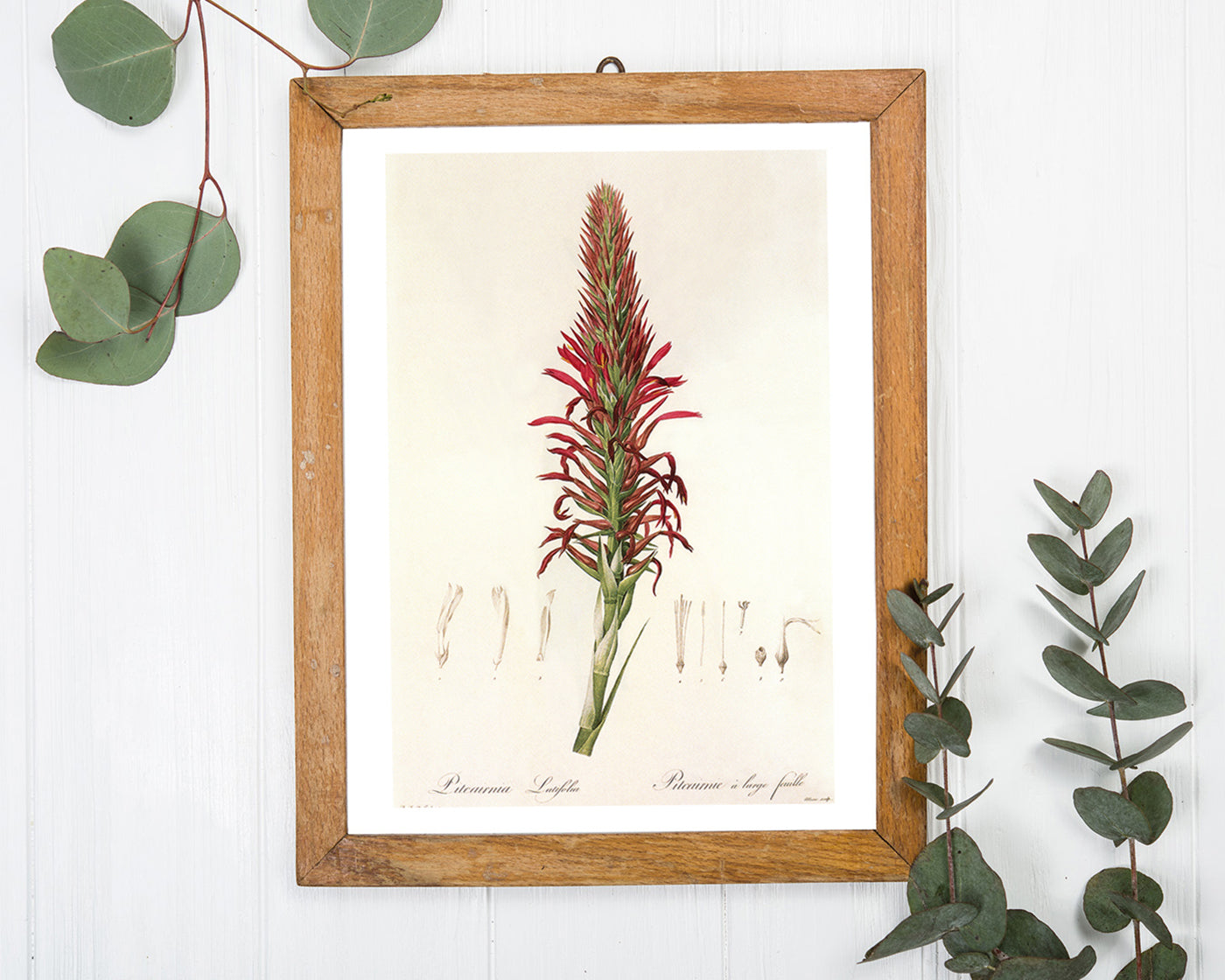 Pitcairnia - Pflanze mit roten Blüten