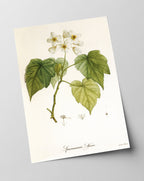 Sparrmannia Africana - Kapländische Zimmerlinde