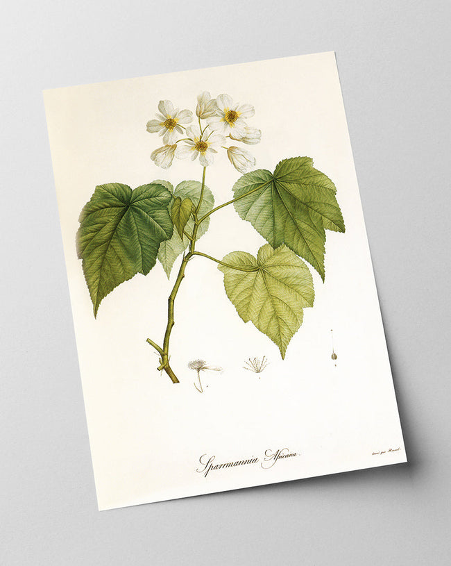 Sparrmannia Africana - Kapländische Zimmerlinde Main Image