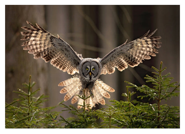 Fliegende Eule Hover Image