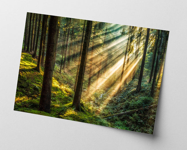 Sonnenstrahlen im Wald Main Image