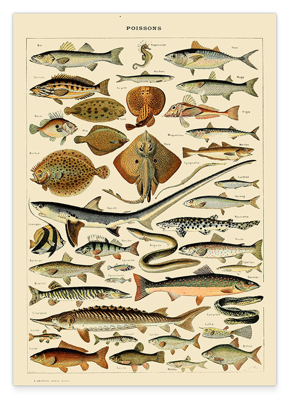 Adolphe Philippe Millot - Fische