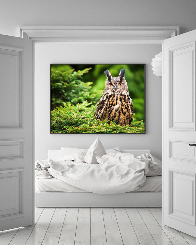 Eule im Wald Main Image