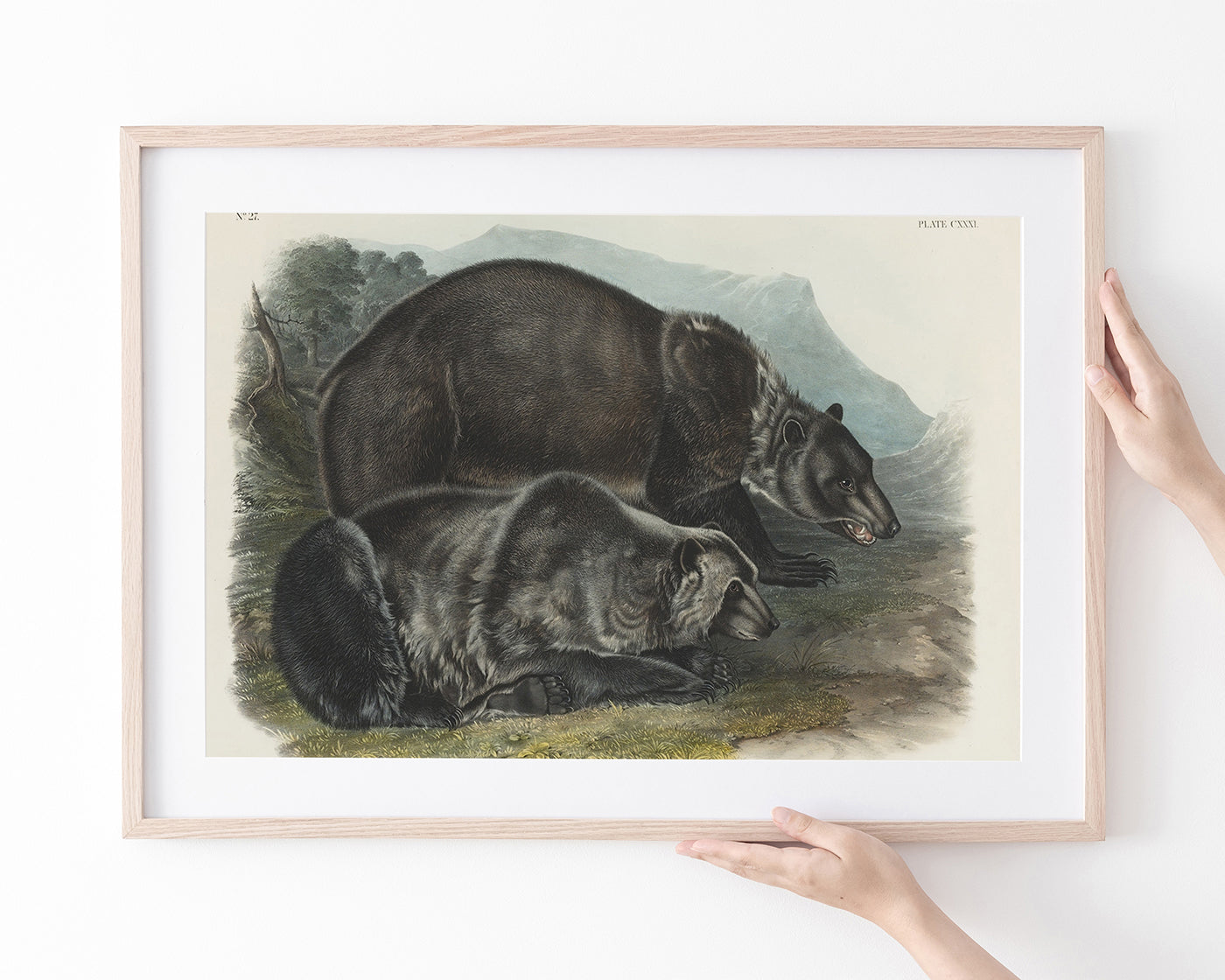 John James Audubon - Zwei Schwarzbären