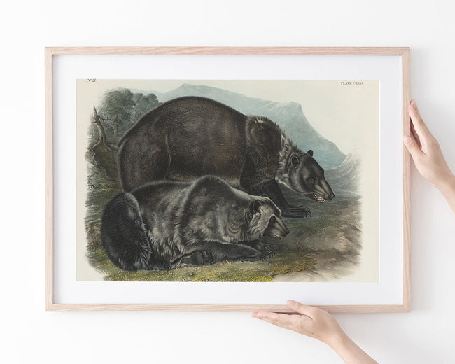 John James Audubon - Zwei Schwarzbären Main Image