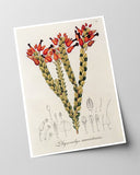 Physocalyx Aurantiacus - rote Blüten