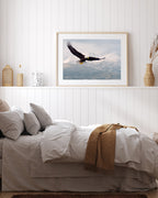 Fliegender Weißkopfseeadler