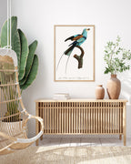 François Levaillant - Bunter Paradiesvogel