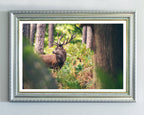 Hirsch im Wald
