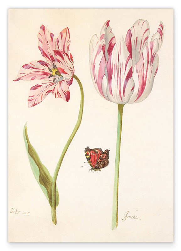 Jacob Marrel - Rot-Weiße Tulpen mit Schmetterling Hover Image