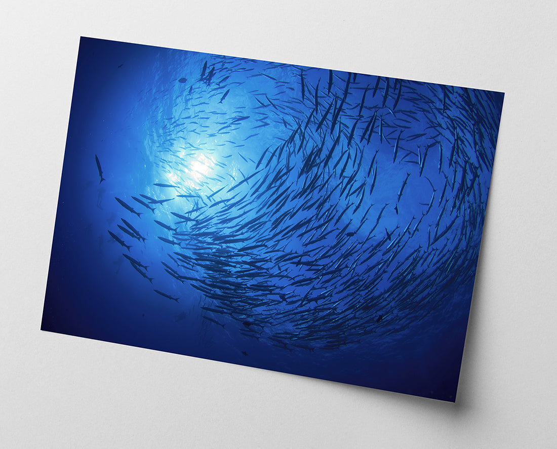 Fischschwarm im Ozean