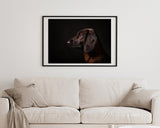 Bayerischer Gebirgsschweißhund - Jagdhund