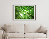 Baumkronen von unten