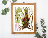 Arum Pinnatifidum - Pflanze mit rot-weißen Blüten