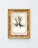 Aloe Americana - Agave