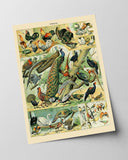 Adolphe Philippe Millot - Vogelarten