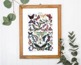 Adolphe Philippe Millot - Schmetterlinge