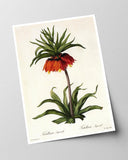 Fritillaria Imperialis - Kaiserkrone