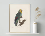 François Levaillant - Paradiesvogel