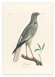 François Levaillant - Grauer Vogel