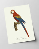 François Levaillant - Roter Ara