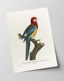 François Levaillant - Paradiesvogel