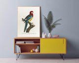 François Levaillant - Paradiesvogel